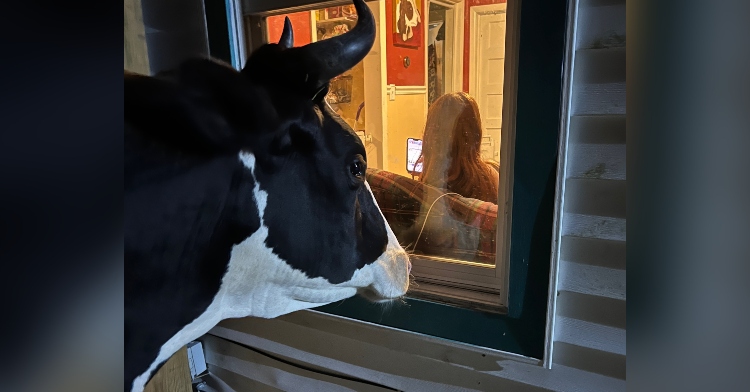 Jenna the rescue cow looks in window to get her family's attention