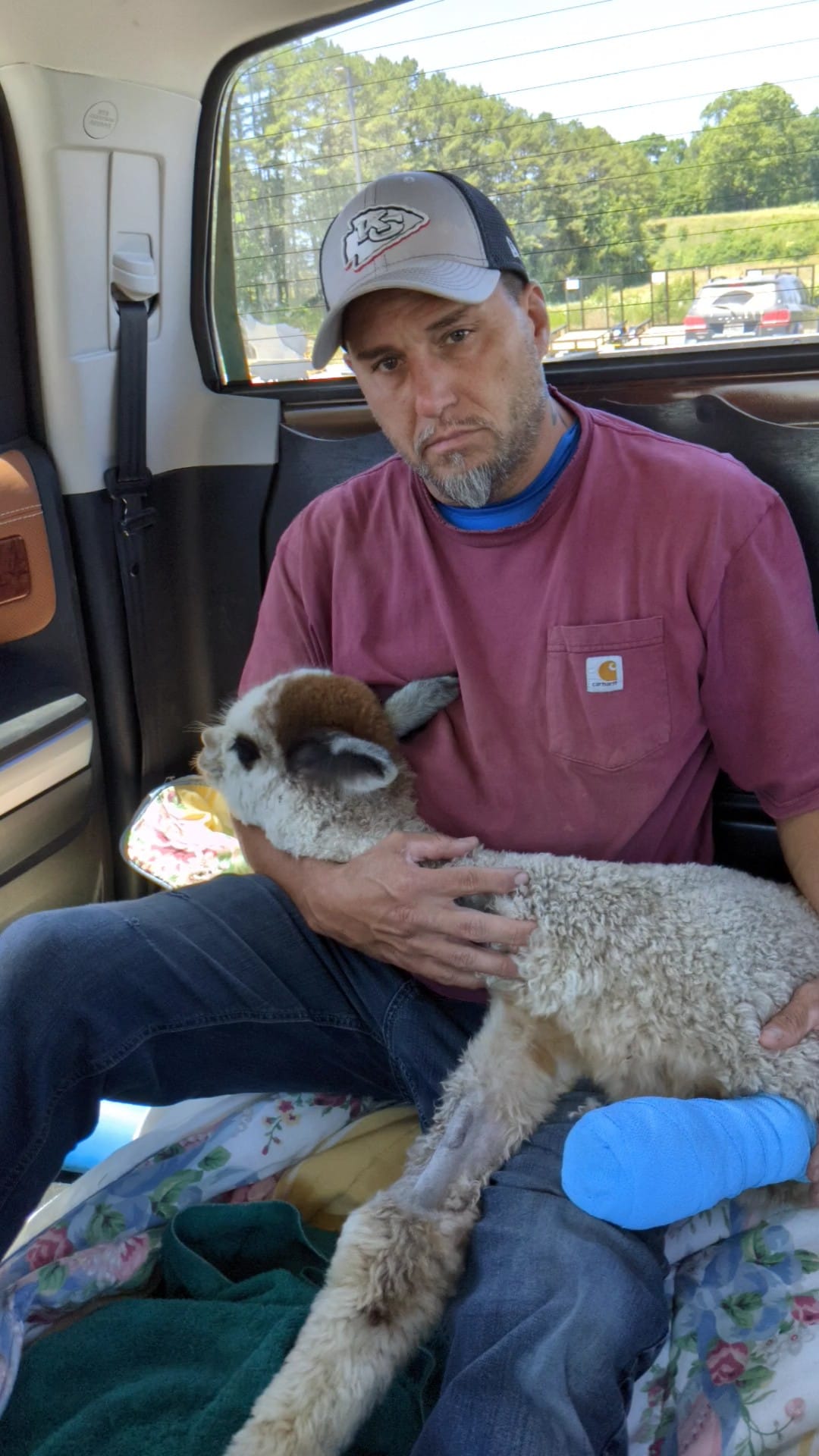 John Barnett with Cisco the alpaca after limb amputation.