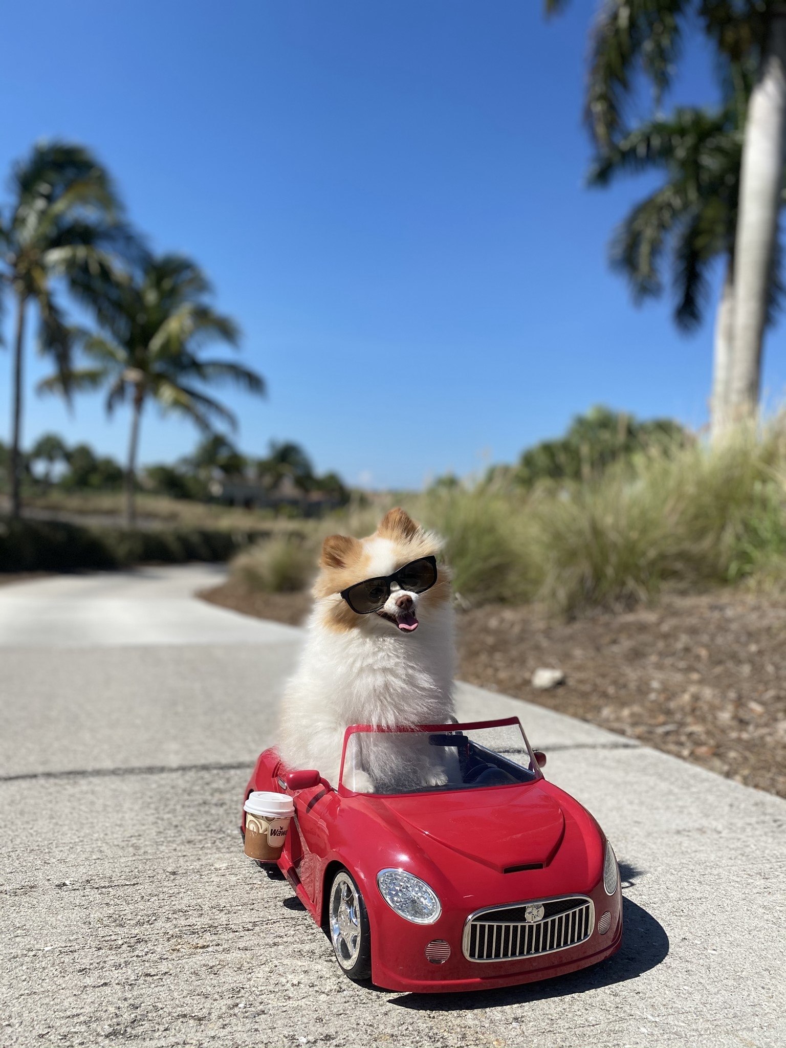 Koda the Fluff in her red convertible