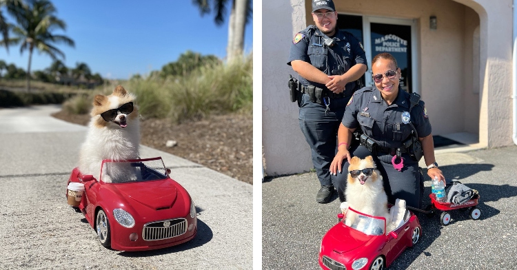 Koda the Fluff visits police stations in her red convertible