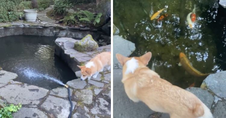Morty the corgi searching for koi fish in pond