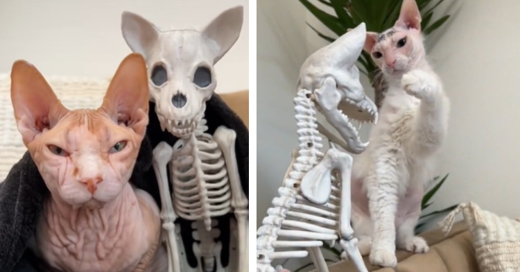Roswell and Leela hairless cats meeting Skeleton Cat decoration