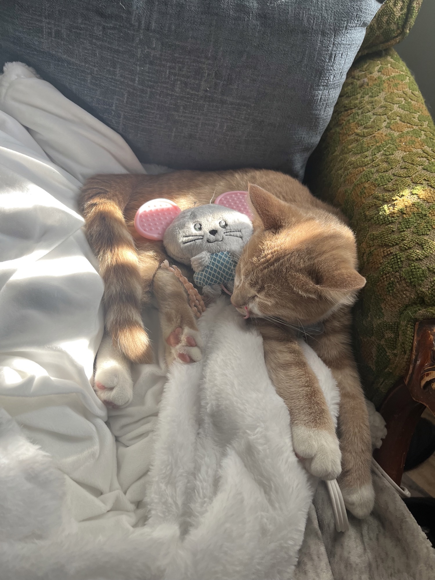 Thor the orange kitten sleeping