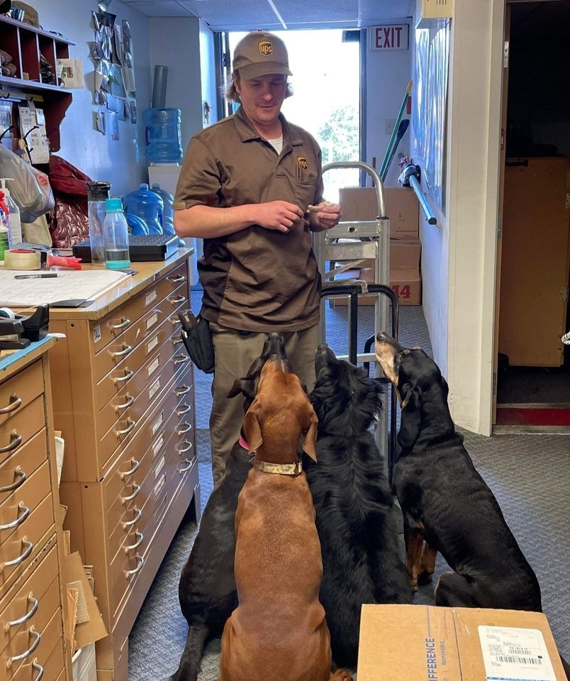 UPS driver holds treats up while 3 dogs sit at attention