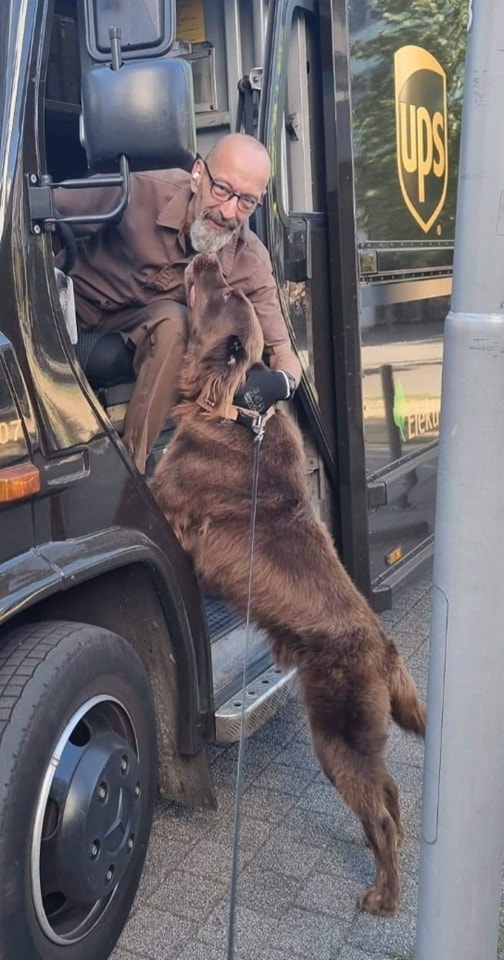 German UPS driver greets friendly brown dog