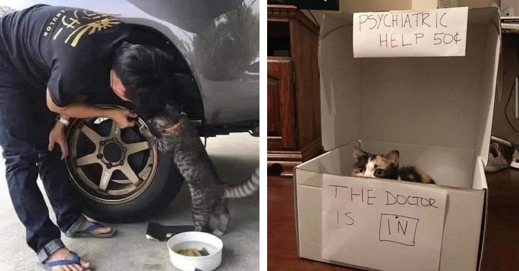 cat helping to fix flat tire and doling out psychiatric advice