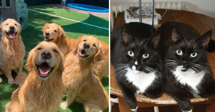 a two-photo collage. on the left, there are 5 identical golden retrievers. on the right, two identical black cats.