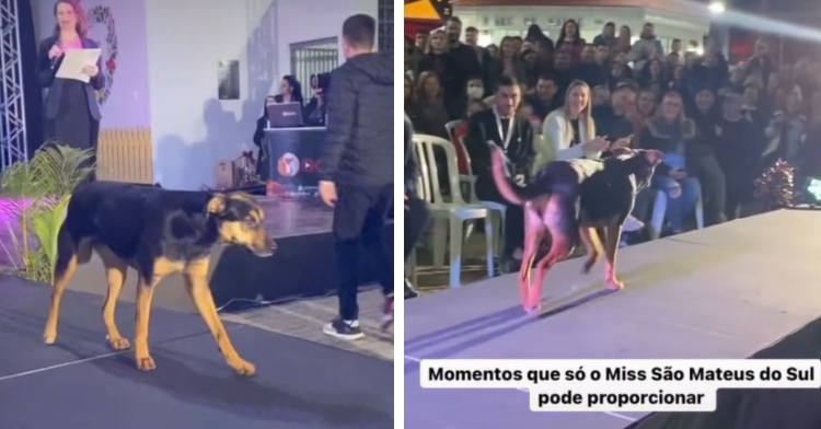 A two-photo collage. The first is of a large, black and brown dog walking on a catwalk. A woman talking with a microphone stands at a distance behind the dog. The second shows the same dog, from a behind view, now that they’ve made it farther down the catwalk. The audience watching smiles and claps.