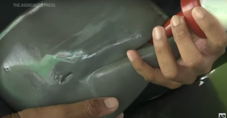 dolphin Paradon getting fed from a bottle