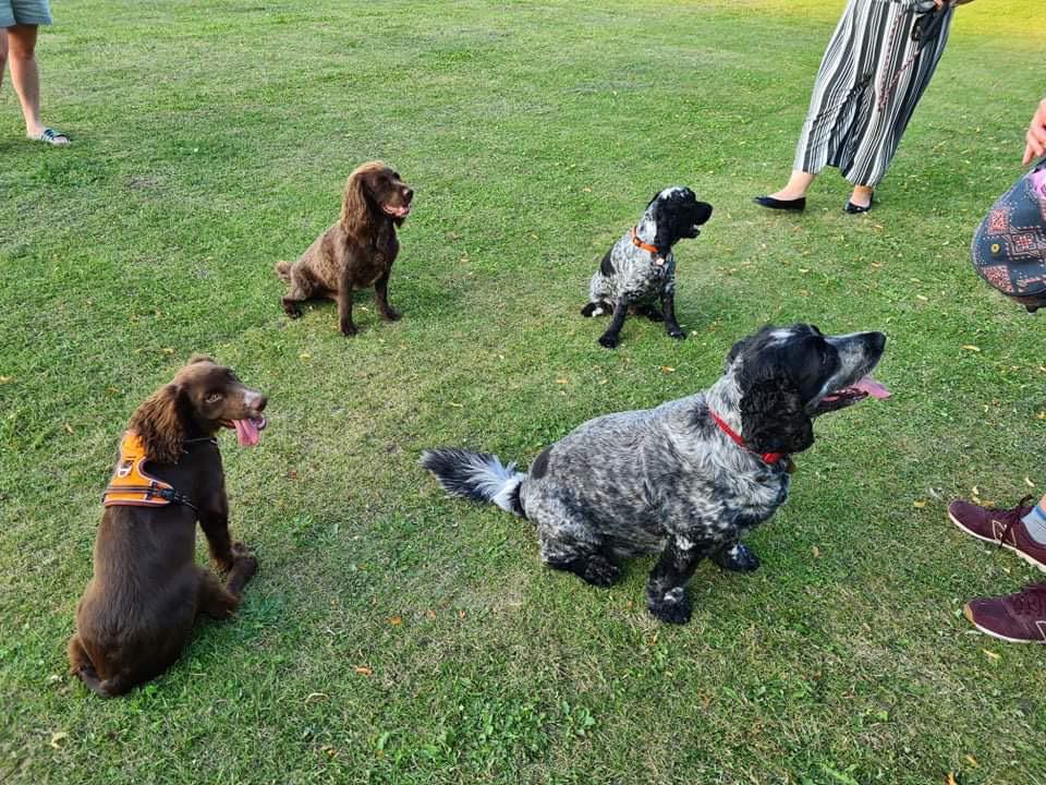 two sets of identical dogs meeting in dog park for first time