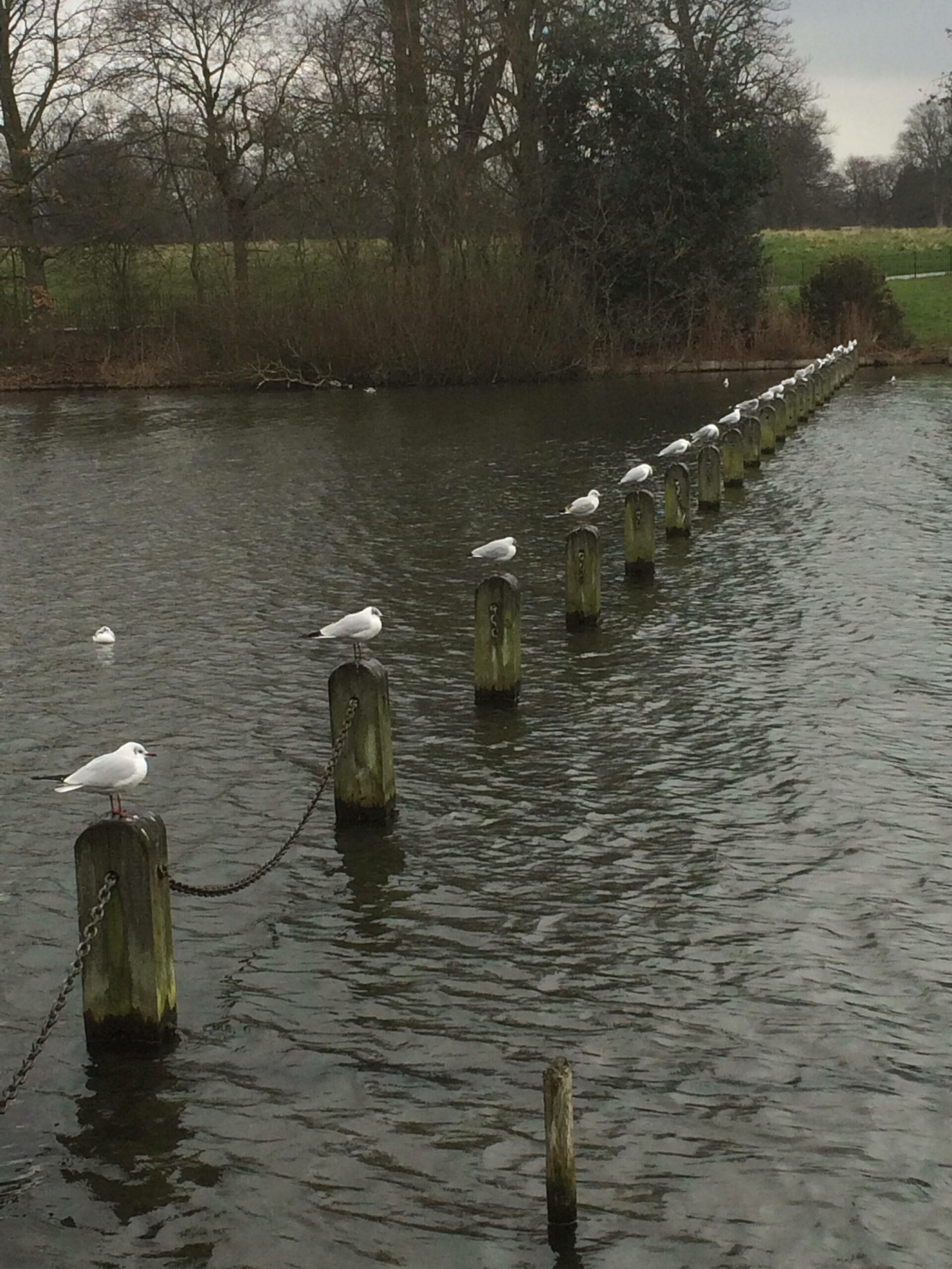 seagulls sitting on pillars in a row