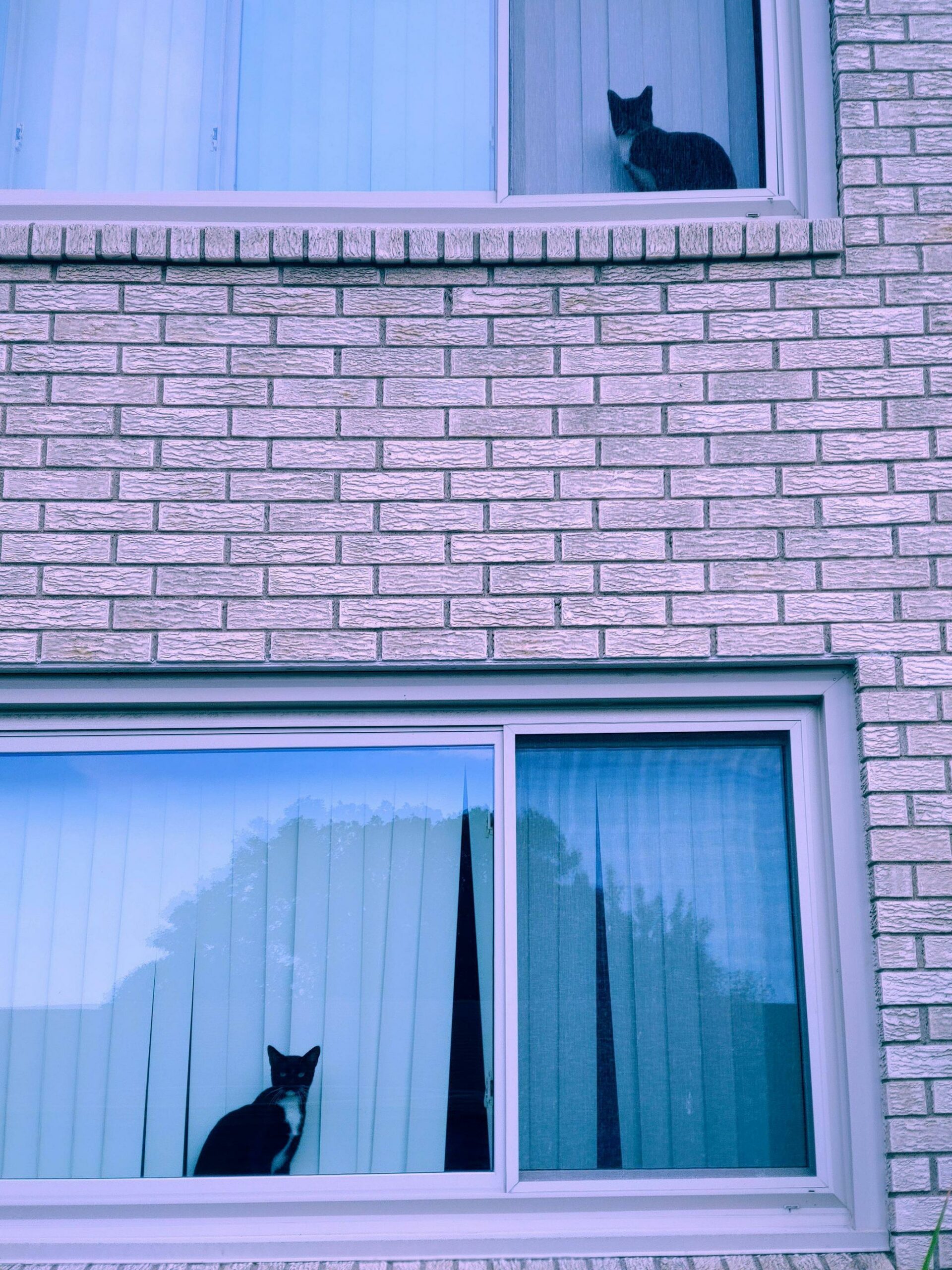 identical cats sitting in windows in apartment building