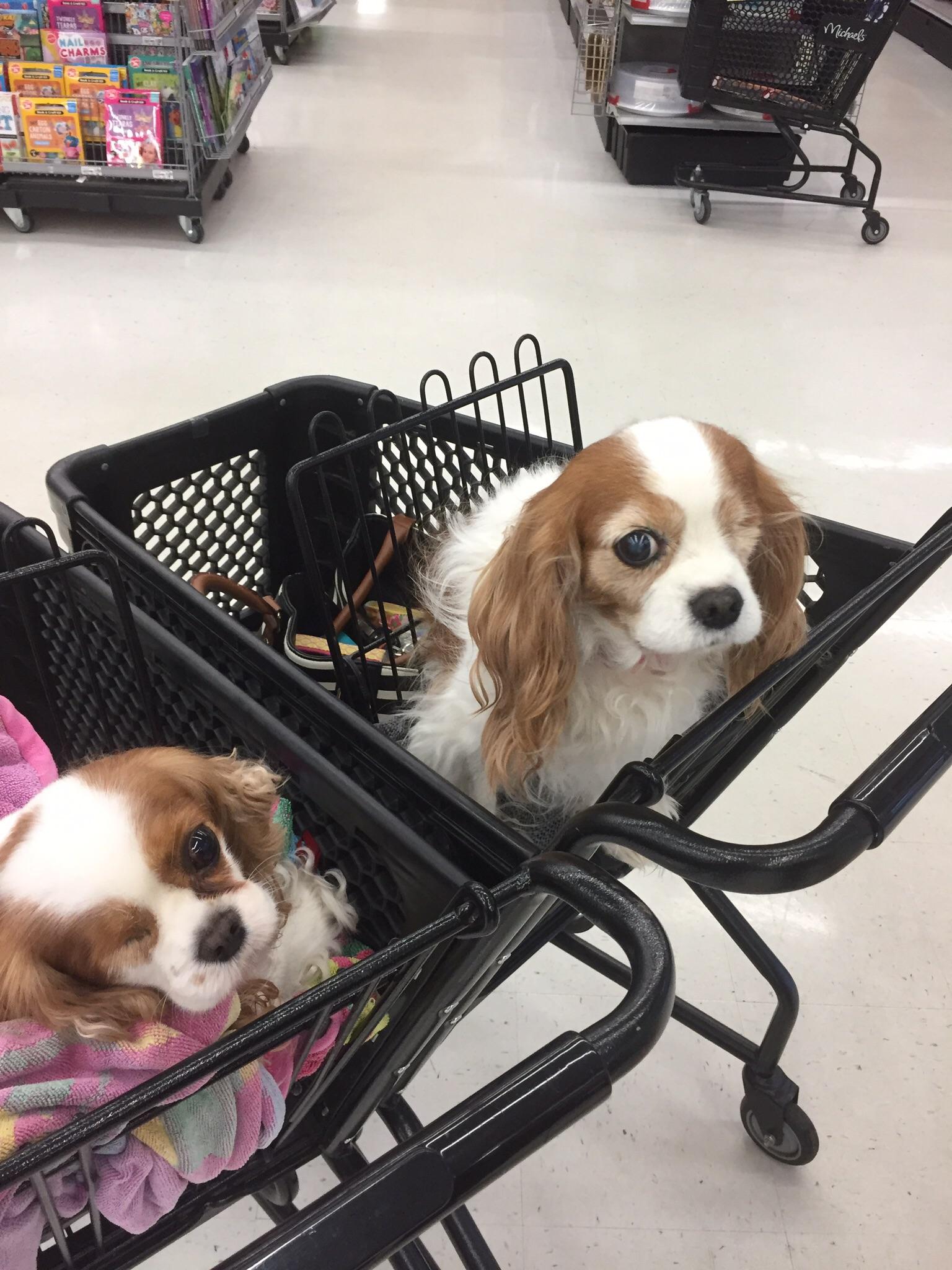 identical but unrelated dogs meet in a store. Both are missing an eye.
