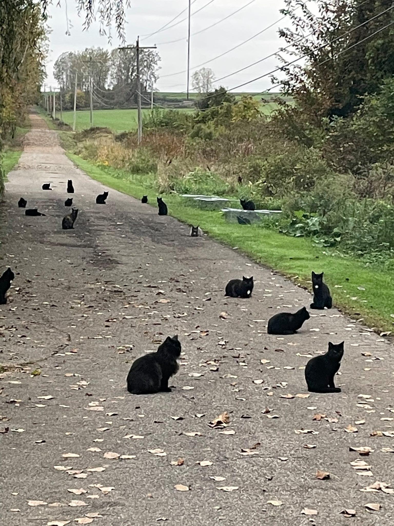 20 black cats sitting on a street