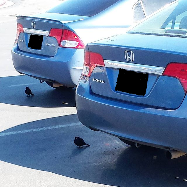 identical birds sitting under identical cars