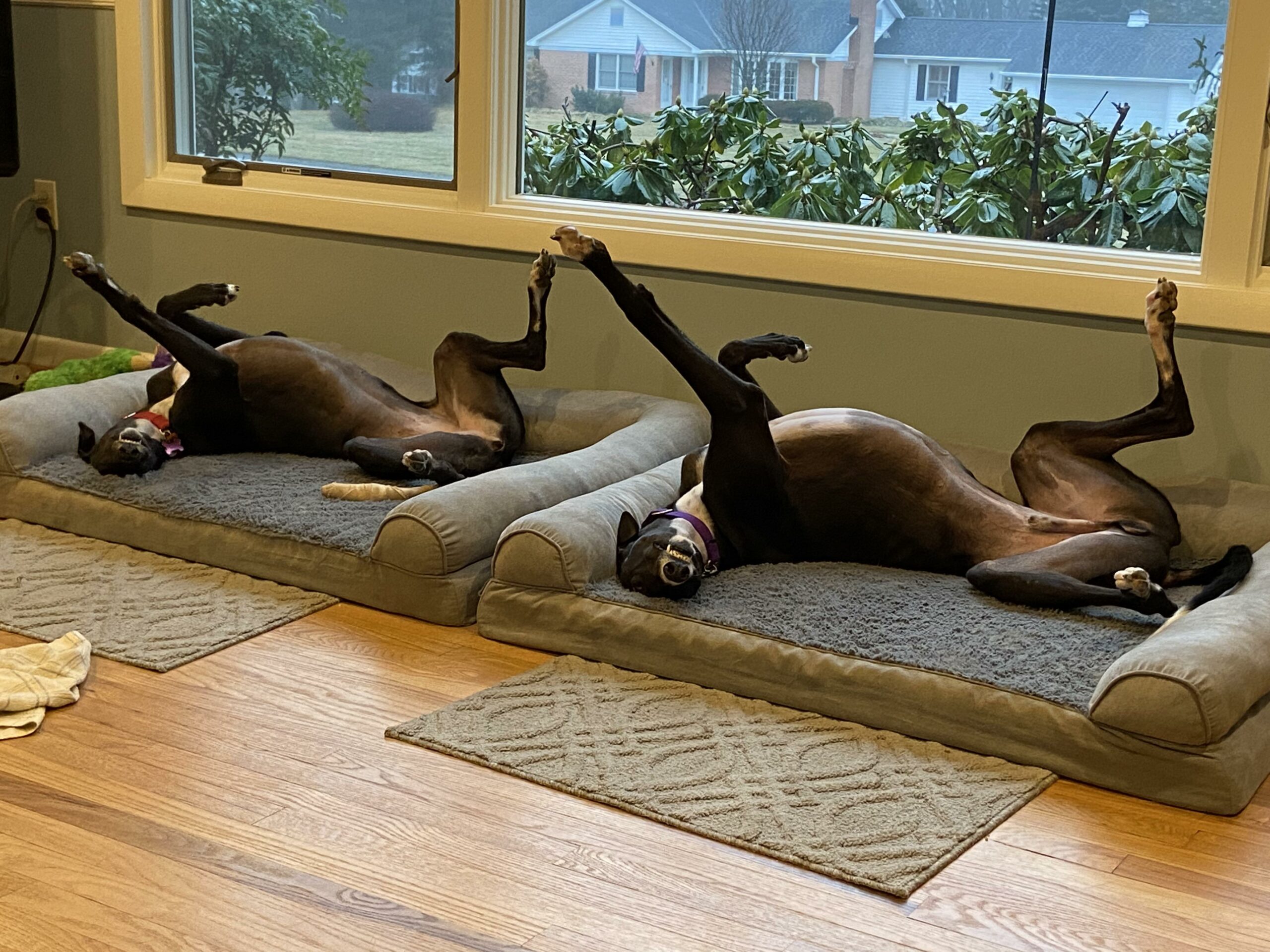 two black dogs lying on their backs with one leg extended in identical poses