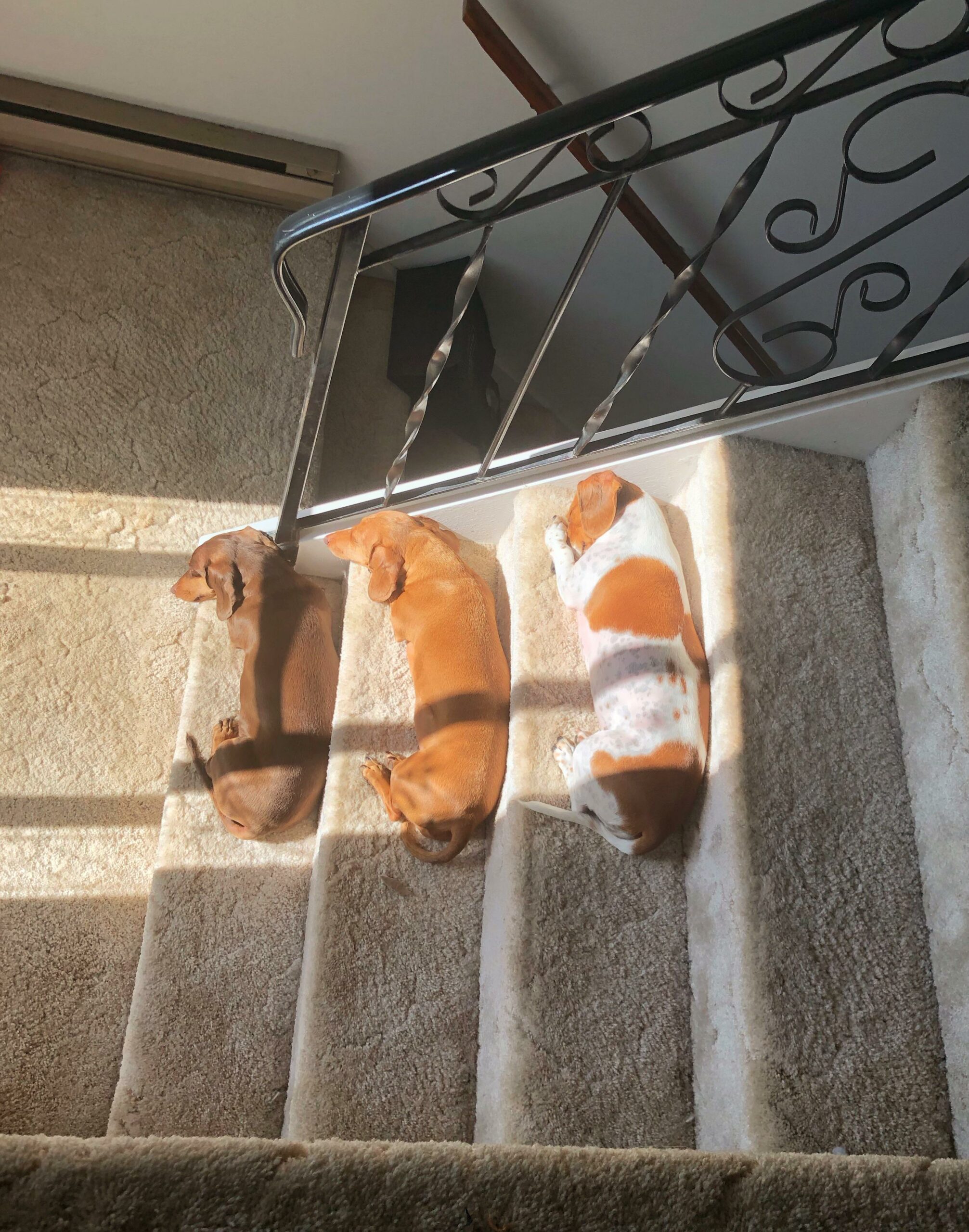 3 dogs lying on 3 stairs