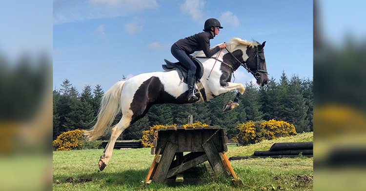 A black and white horse and their rider leaping over a hurdle. Behind them is a line of trees, a beautiful blue sky, and shrubbery with yellow flowers.