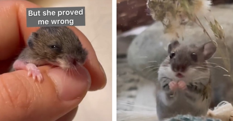 A two-photo collage. The first is a closeup of a small, injured mouse named Choohaa being held in someone’s hand. The image is captioned “But she proved me wrong.” The second is of the same mouse, now older and healthier. She’s on her hindlegs as she reaches for the food being held out to her.