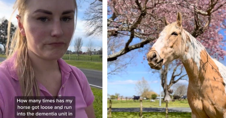 A two-photo collage. The first is of Maija Vance staring blankly into the camera. Part of the caption is cut off but this can be read: “How many times has my horse got loose and run into the dementia unit in…” The second is of Panda the horse looking beautiful as she poses under a tree blooming pink flowers.