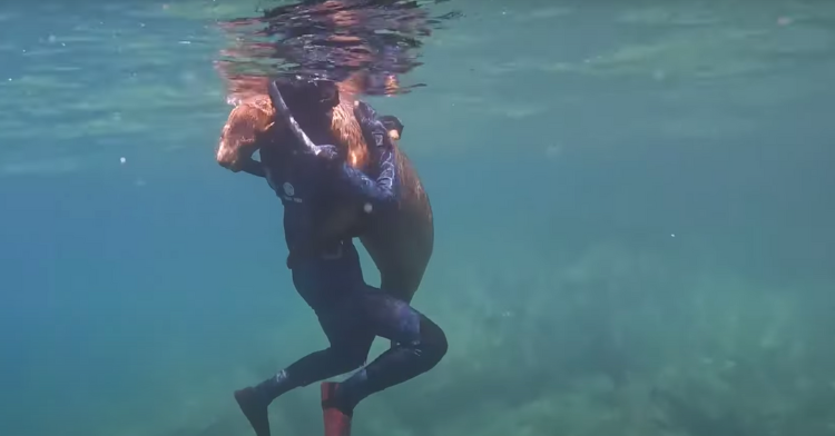 sea lion hugging ethan becker as he was snorkeling off the coast in mexico.