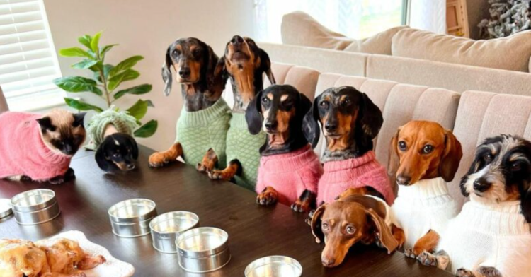 8 dachshunds and a cat wearing matching sweaters lined up at table with food.