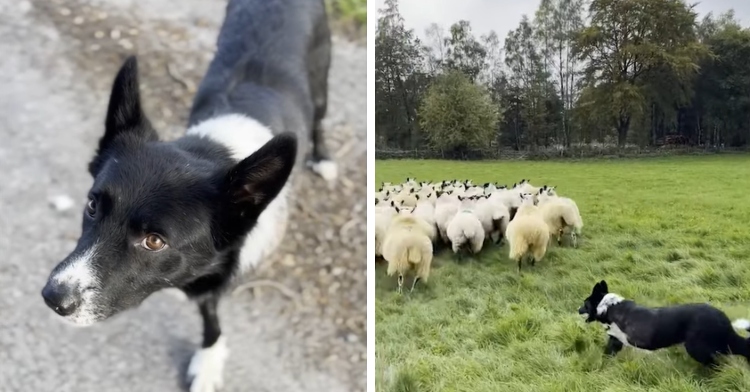 Boss the 3-legged sheepdog herding his flock