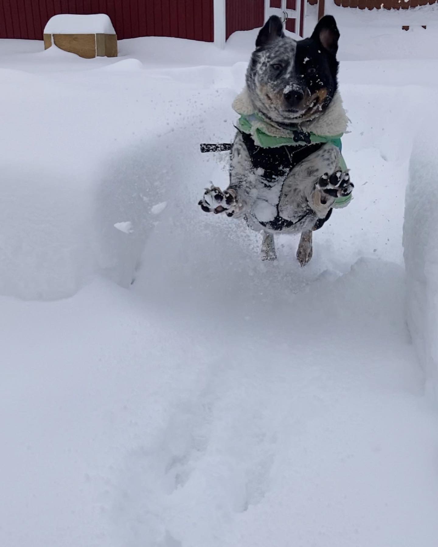 dog flying through air over deep snow drifts in Buffalo, NY.