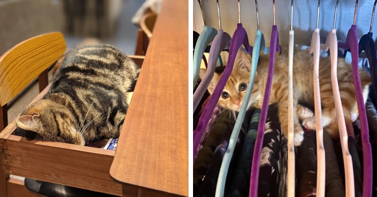 cat sleeping inside open drawer and cat lying down in hangers in closet
