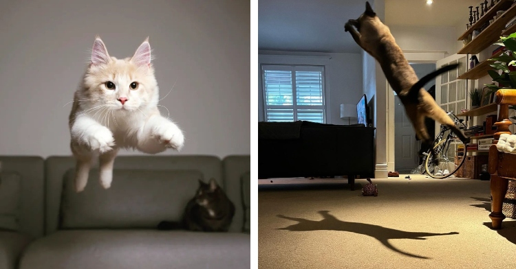 cats flying through air
