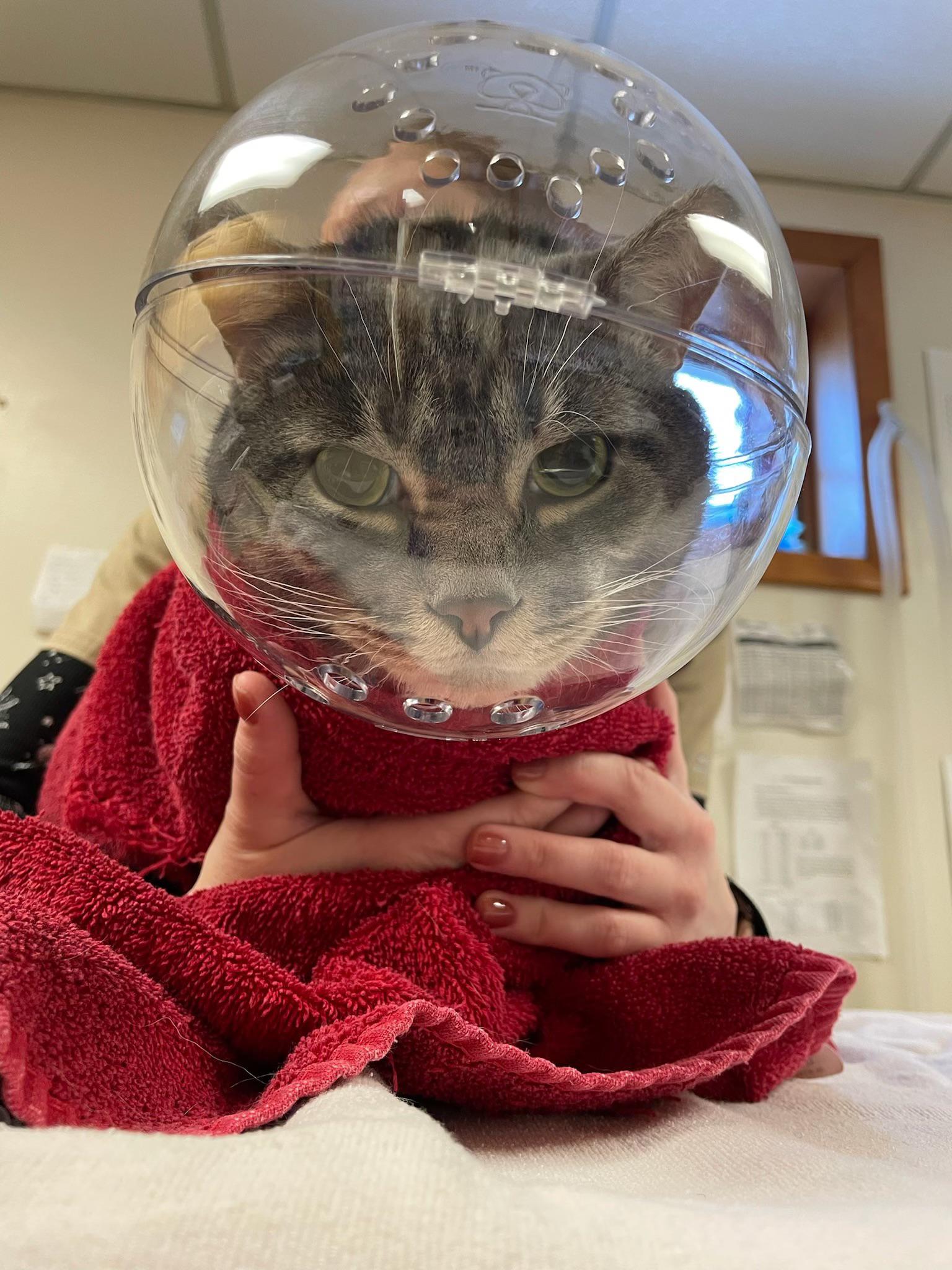 cat wearing a clear plastic sphere on his head