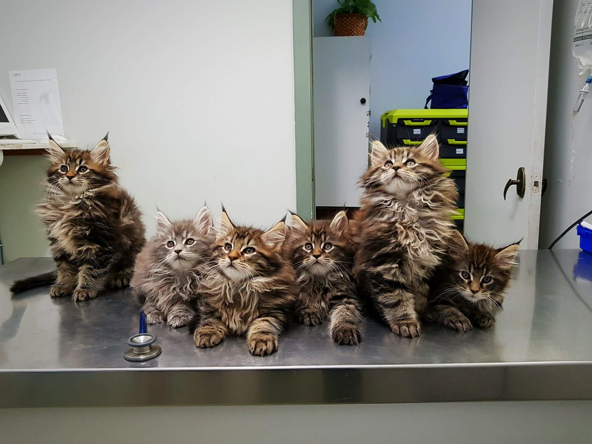 litter of 9-week-old Maine Coon Cats at vet
