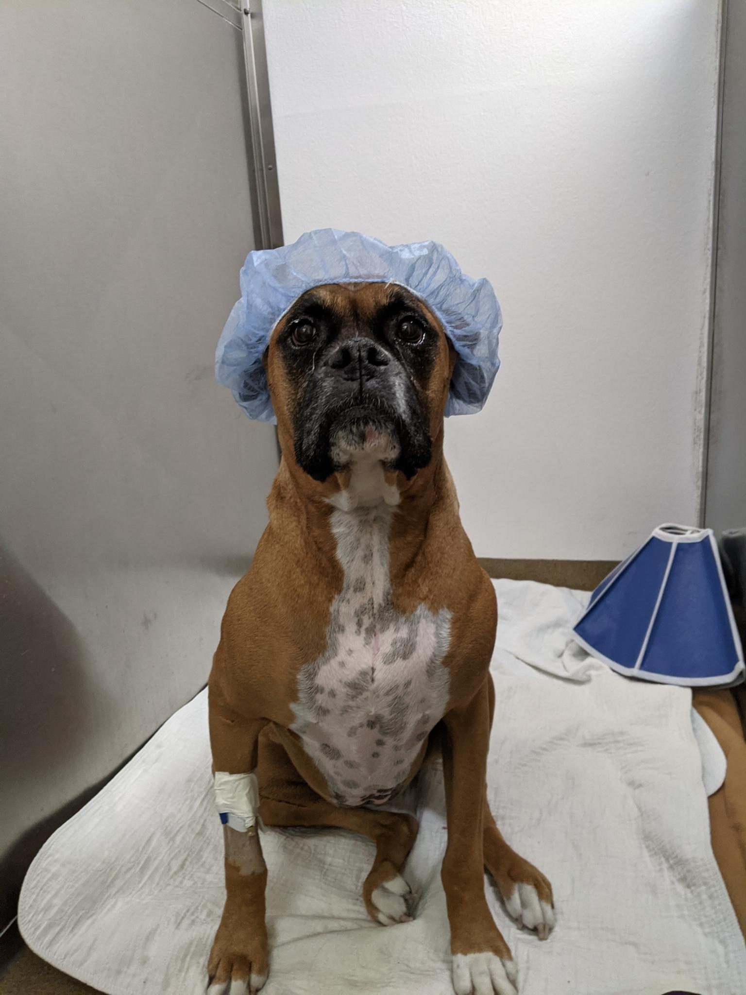 older boxer wearing a surgical shower cap