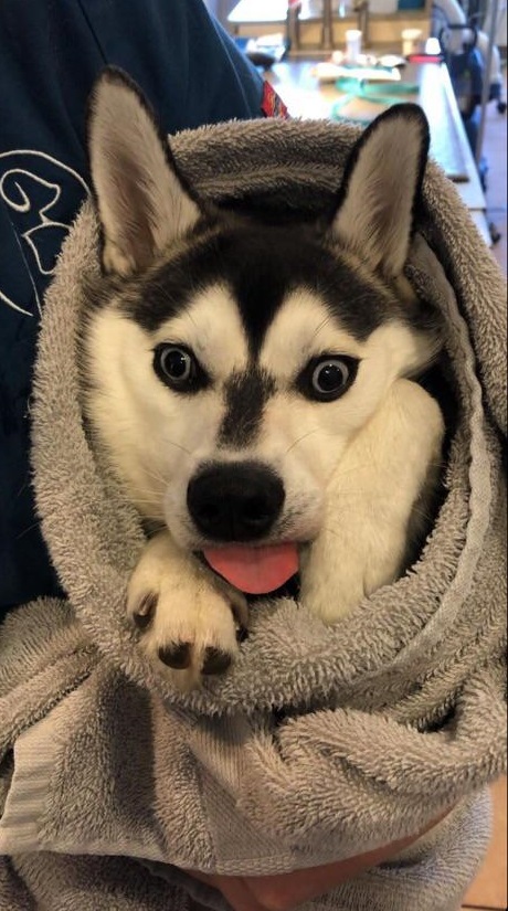 Siberian husky wrapped up in towel with tongue sticking out