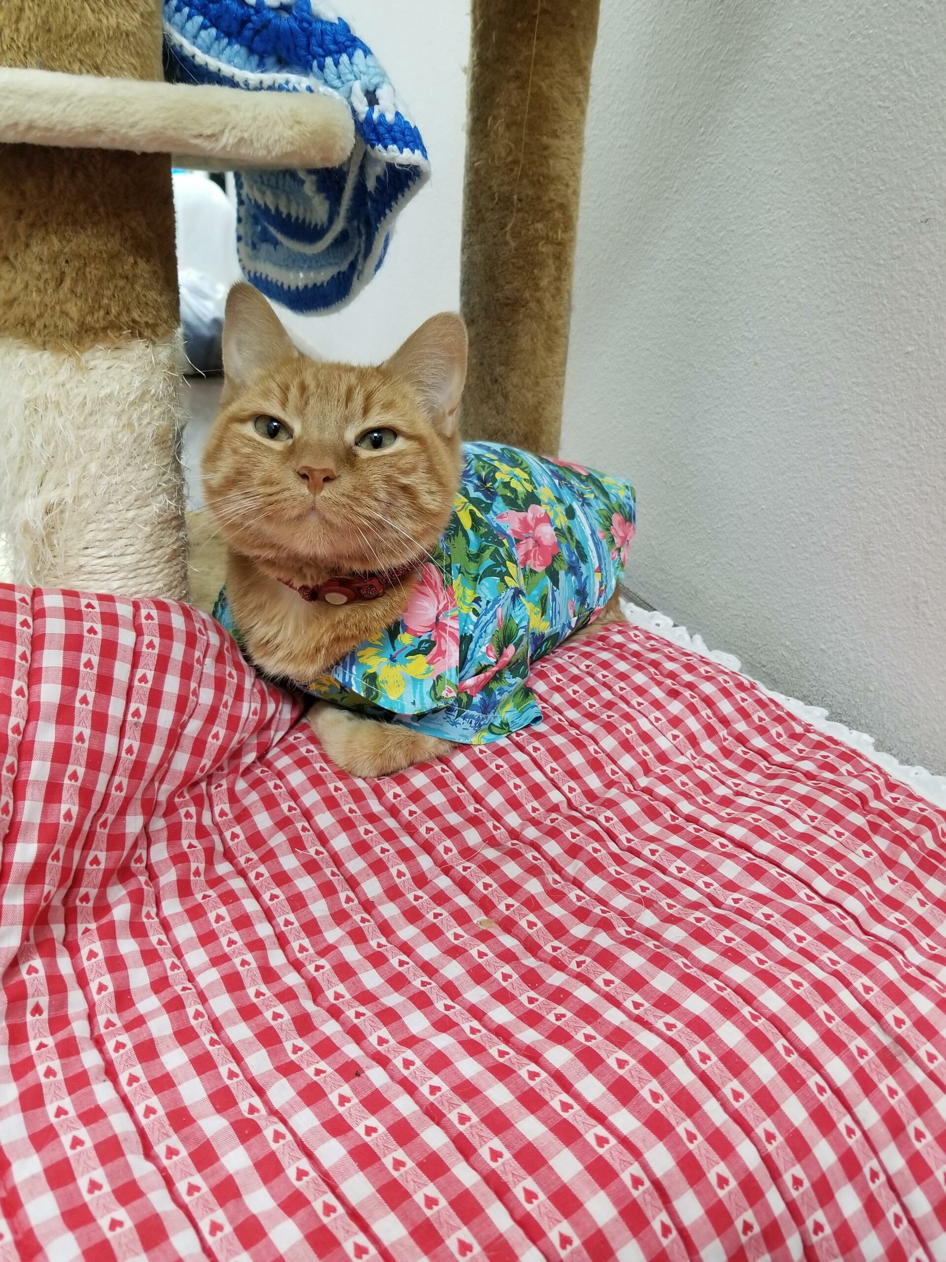 cat wearing a Hawaiian shirt