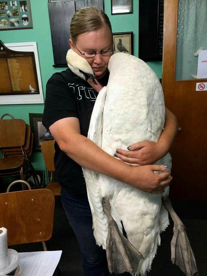 vet holding a swan with its neck wrapped around hers