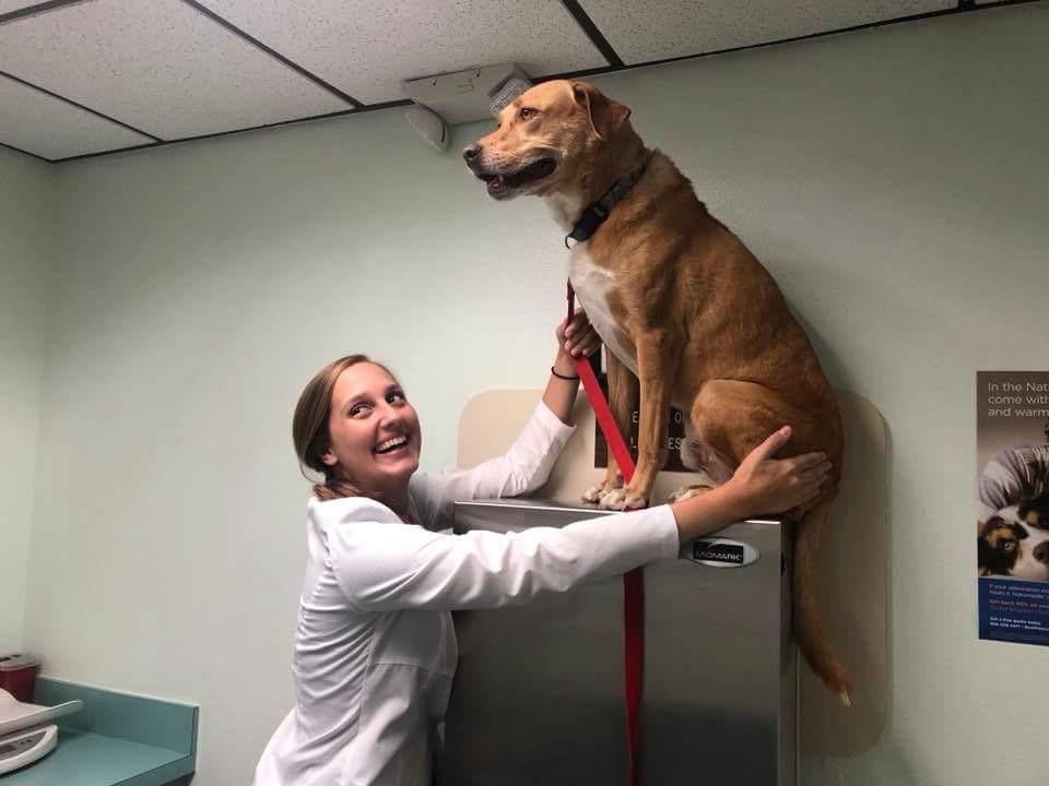 dog who climbed onto tall shelf in vet's office