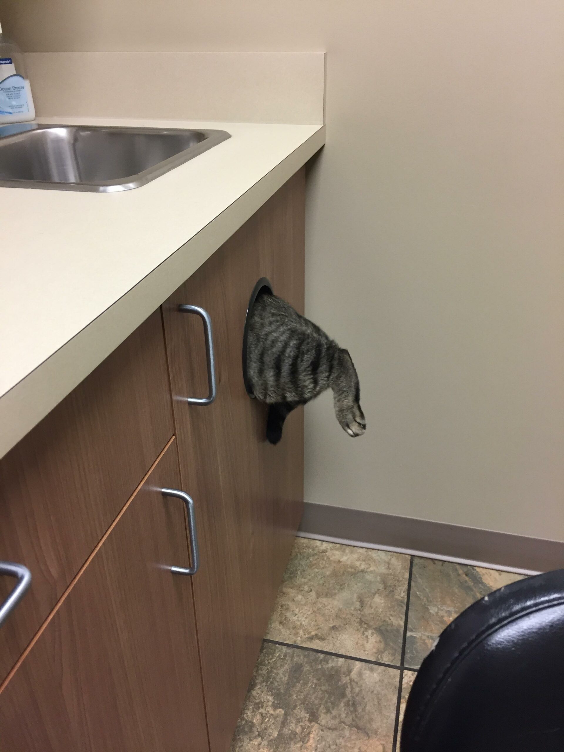 cat trying to escape vet's office through trash bin