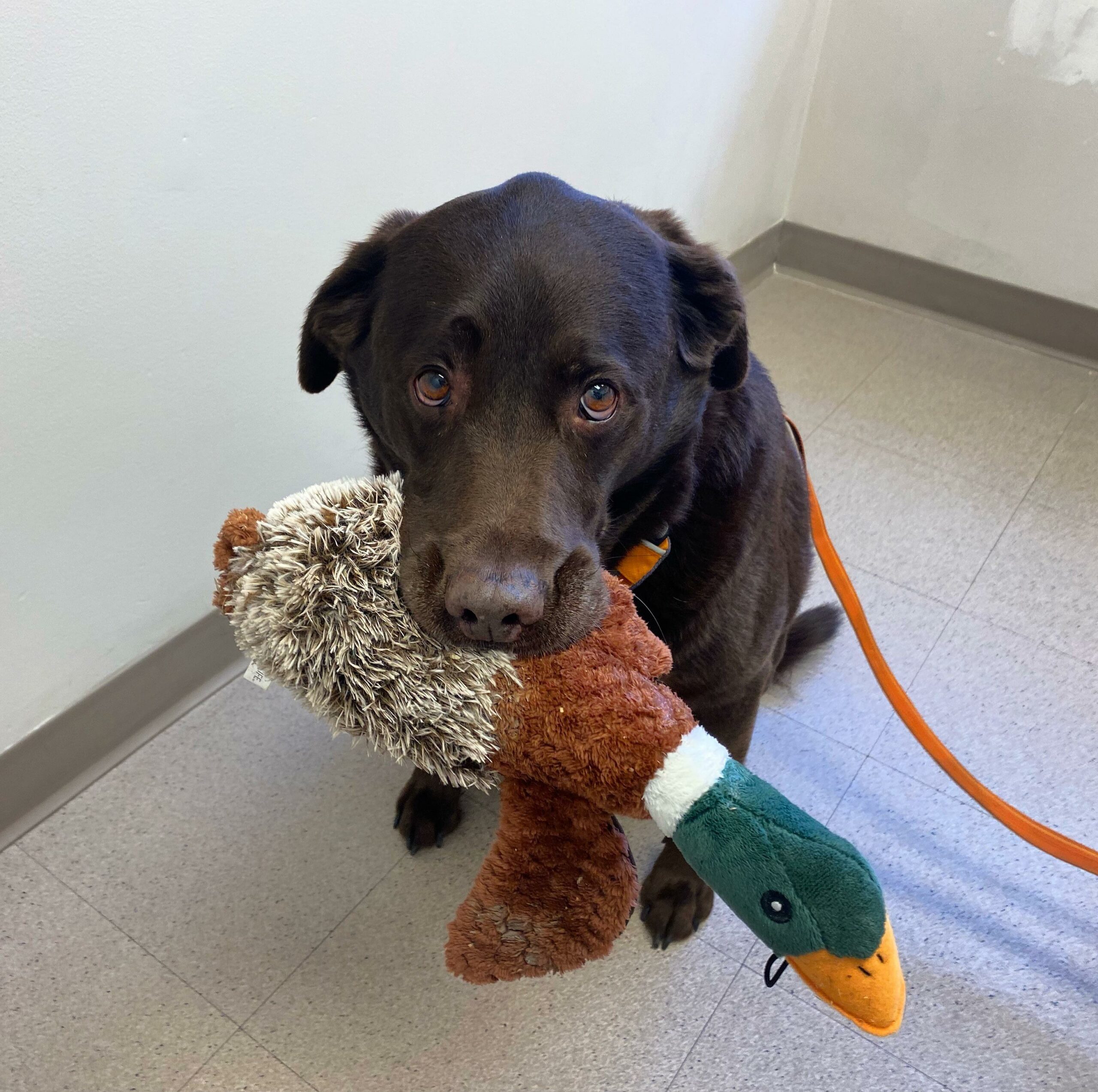 black dog holding stuffed duck in his mouth at vet's office