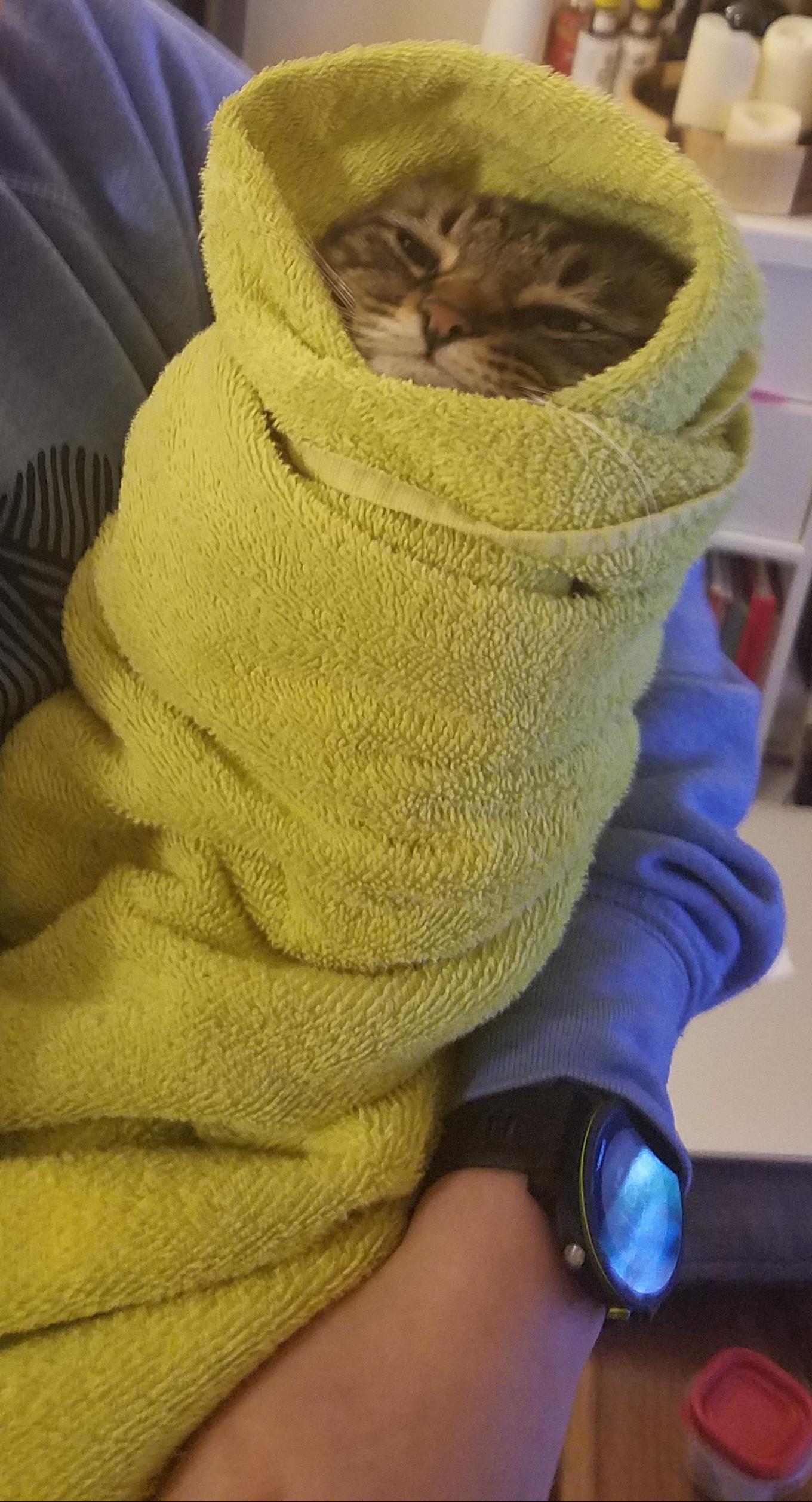 cat wrapped up in towel like a burrito