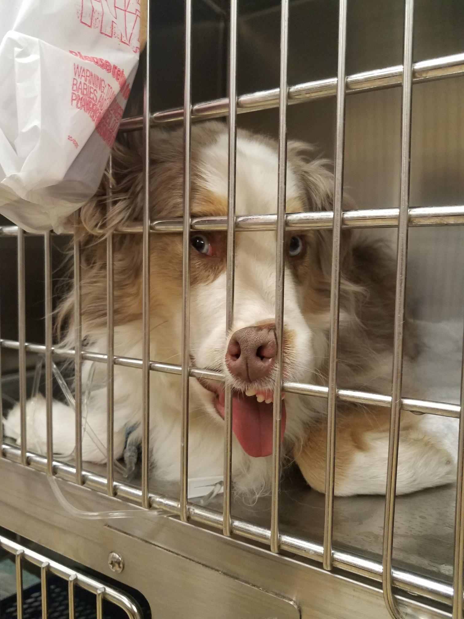 sedated dog pressing face against the cage in comical way