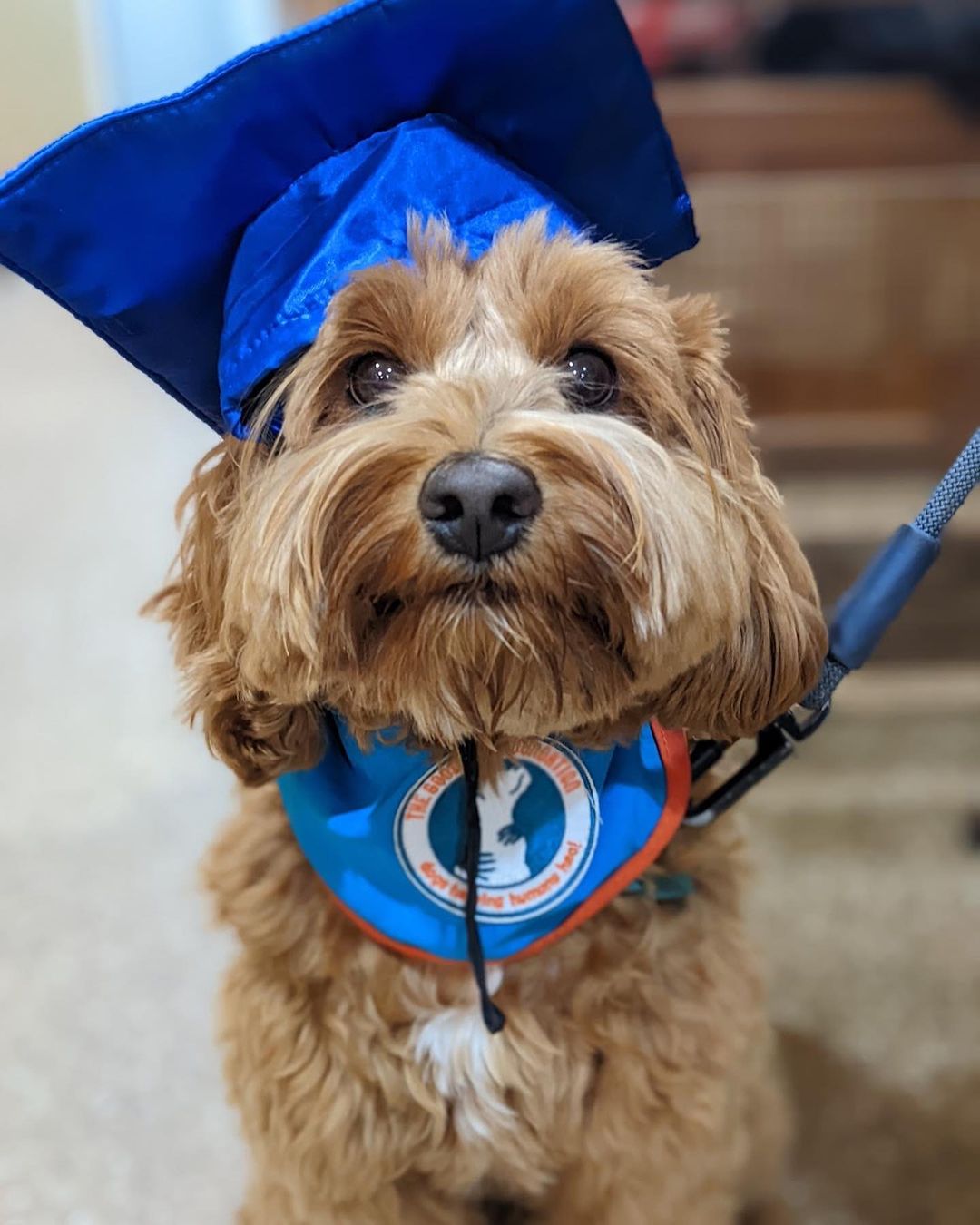 terrier wearing a graduation cap and sash.