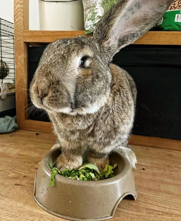 Guus the bunny standing with his front paws in his food bowl.
