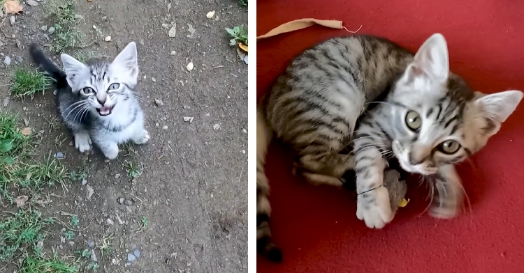kitten before and after being found in woods
