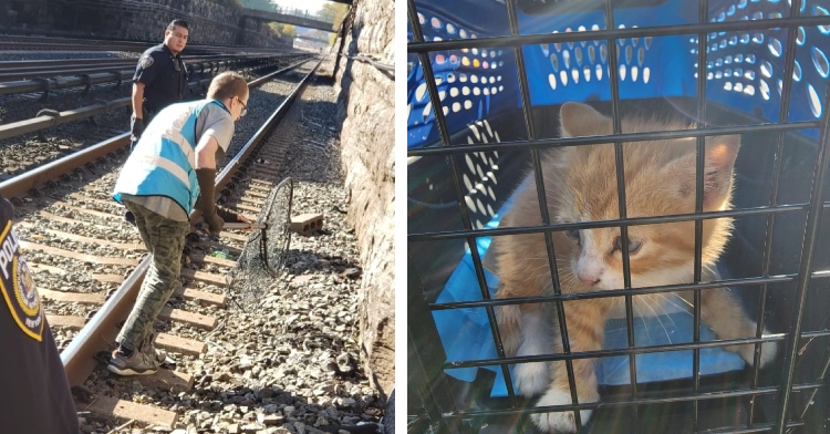 MTA workers help animal rescuer save kitten from tracks