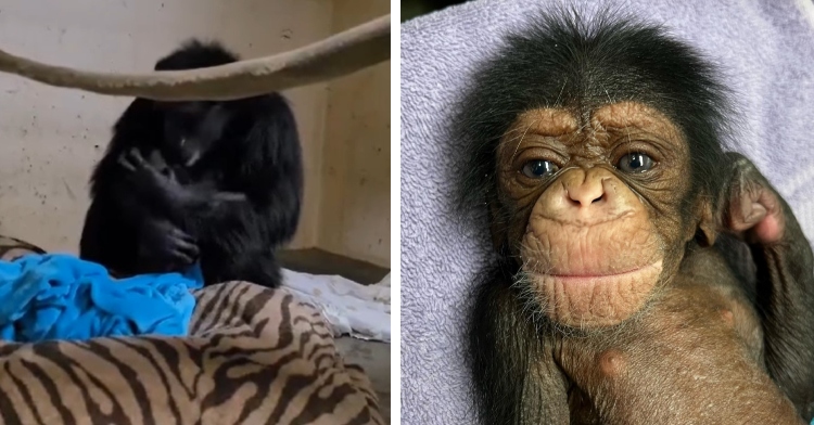 Mahale the chimpanzee reunited with her baby Kachuza