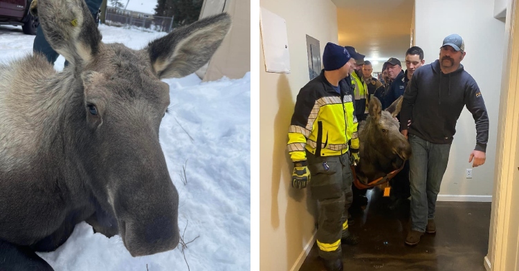 500 Point Moose There's A Moose In Your Hoose! Rescuers Save 500-Lb Baby Stuck In Home ...