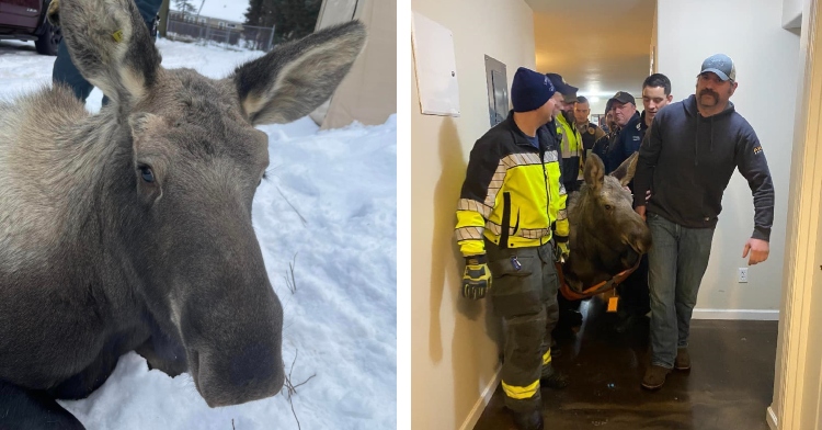 firefighters rescue baby moose from home's basement