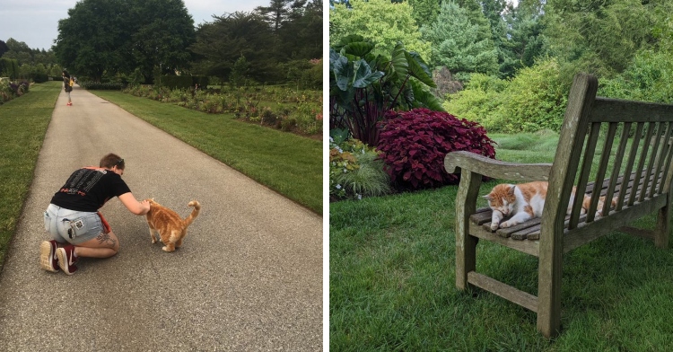 Persimmon the cat at Longwood Gardens