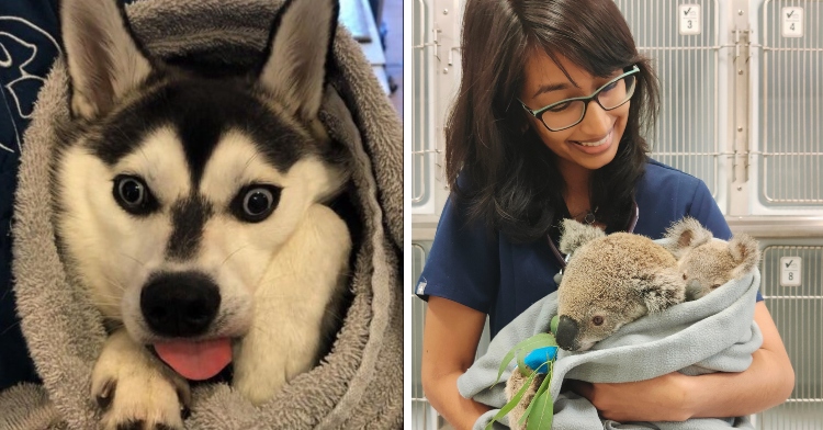 scared husky wrapped in towel and vet holding koala bears